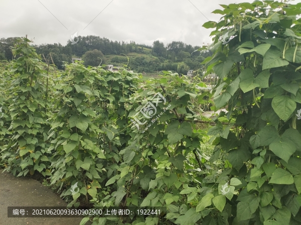 菜園里的四季豆種植