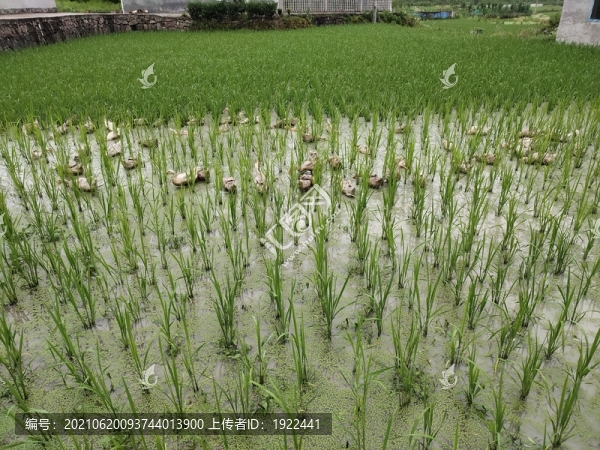 稻田放養(yǎng)鴨