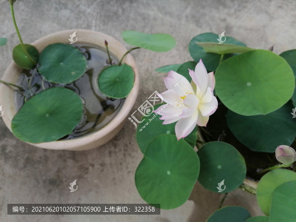 碗蓮