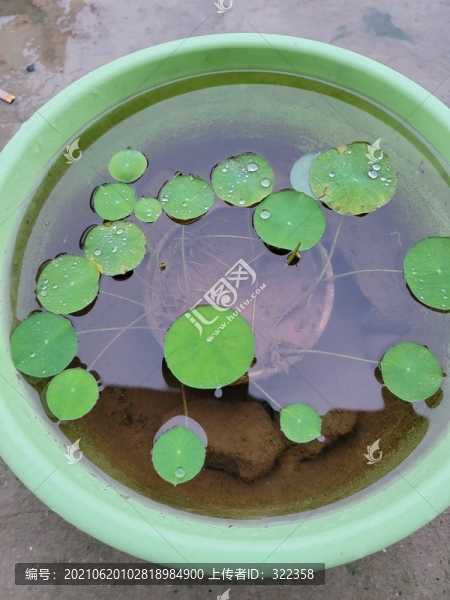 碗蓮種植