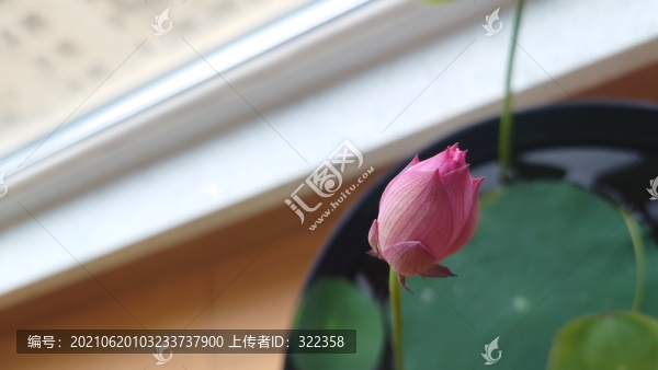 碗蓮