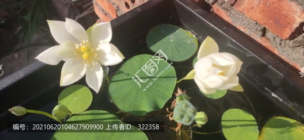 碗蓮