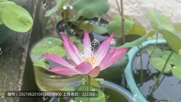 碗蓮