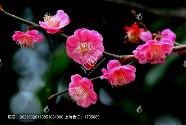 桃花