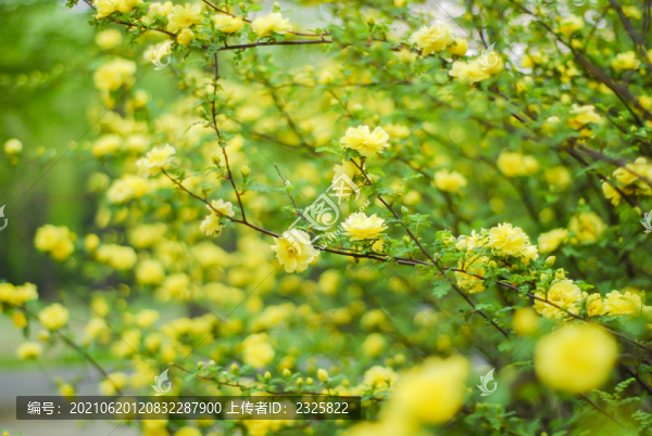 迎春花