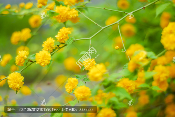 重瓣棣棠花