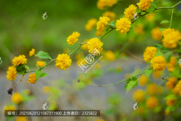 重瓣棣棠花