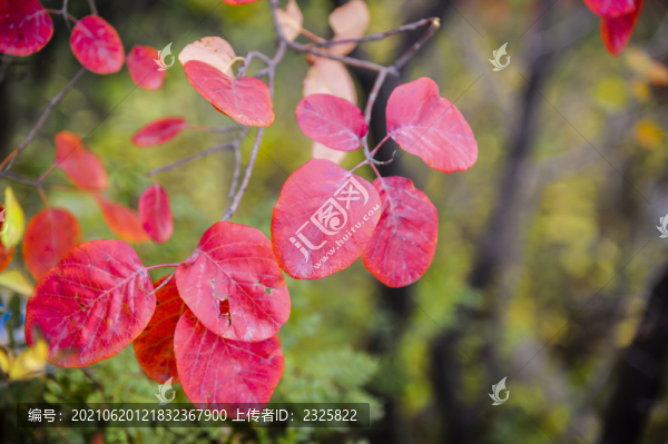 秋天紅葉