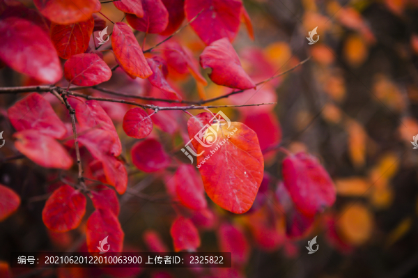 秋天紅葉