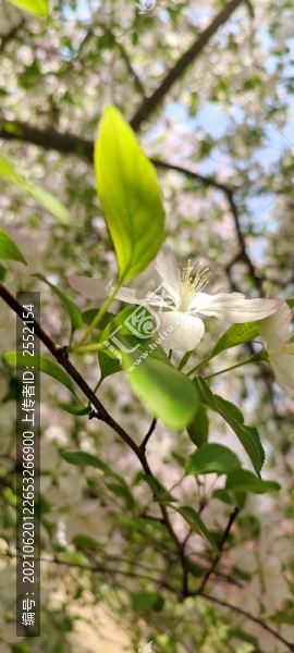櫻花