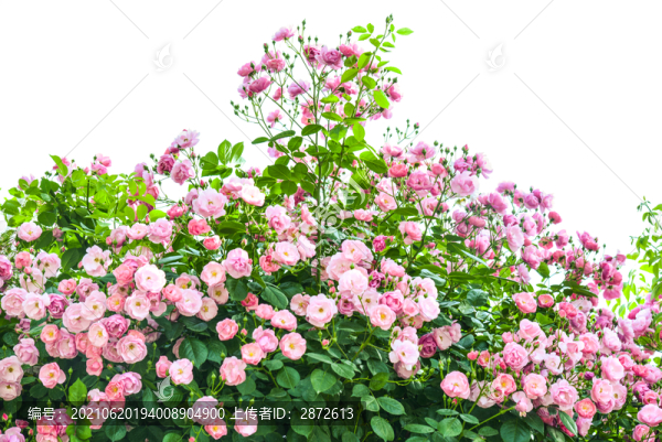薔薇花