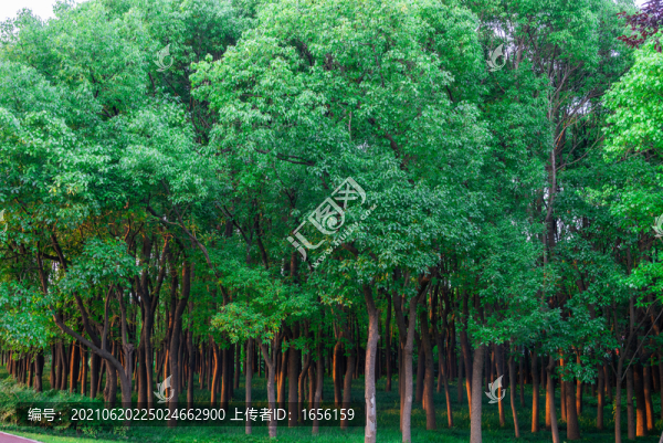 樹林