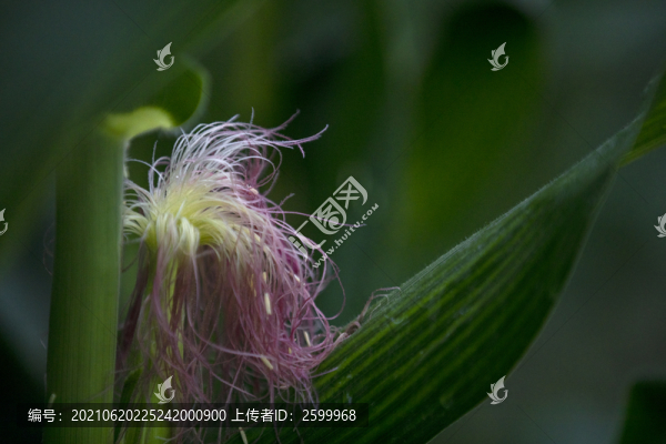 玉米