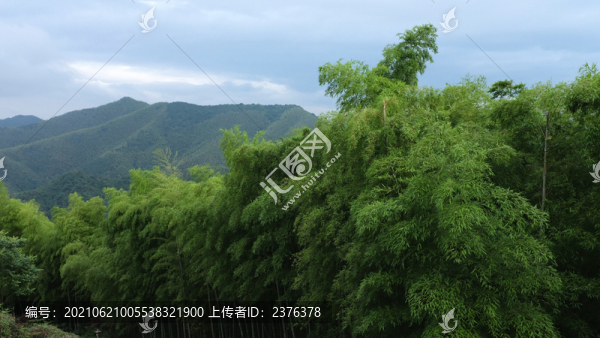 竹海