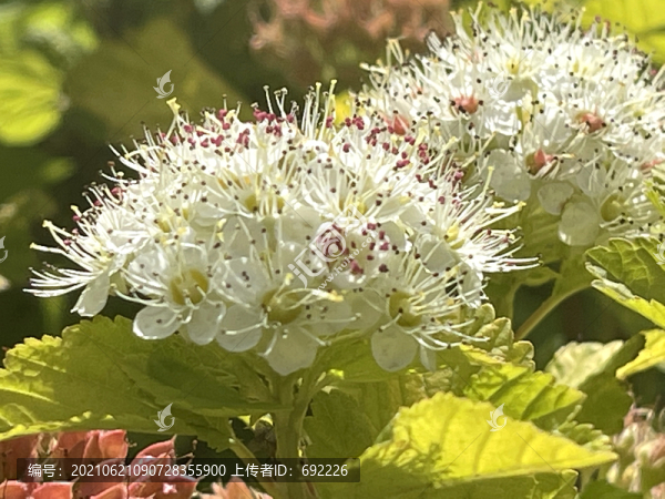 風(fēng)箱果