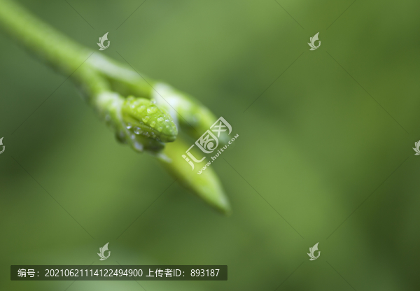 露水
