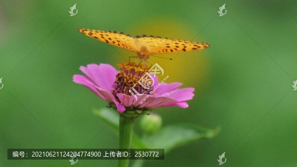 蛺蝶與百日菊