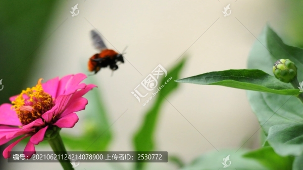 百日菊