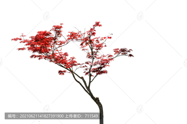 紅楓樹