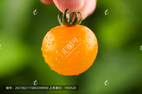 黃櫻桃番茄