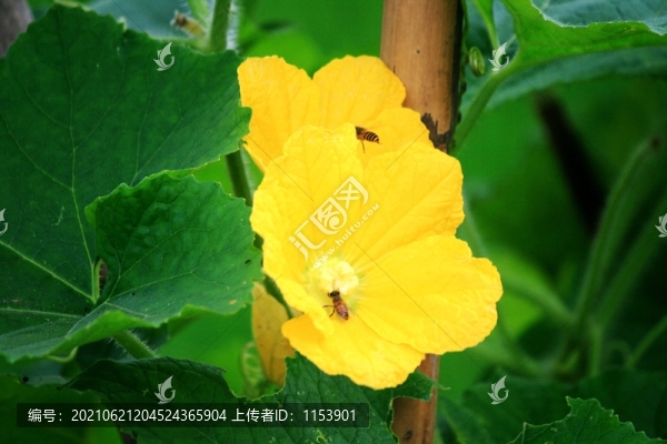 冬瓜花