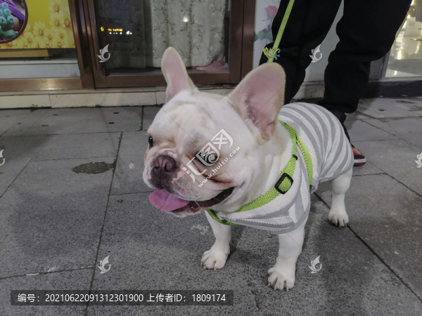 無(wú)尾狗