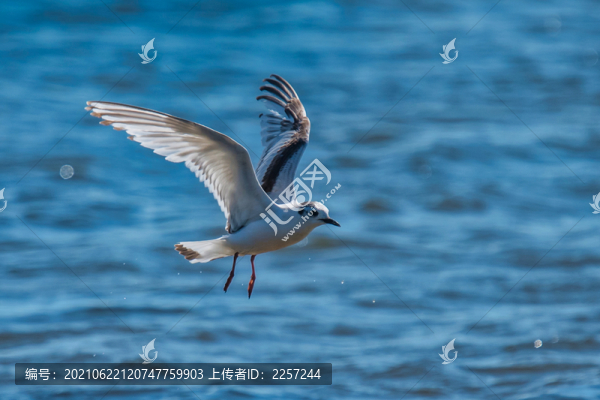 海鷗與海鳥