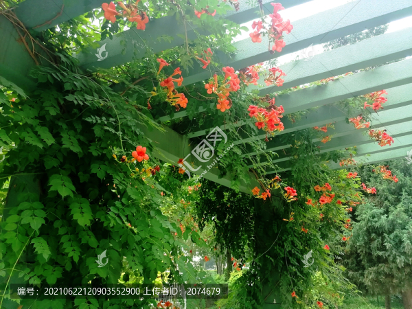 凌霄花