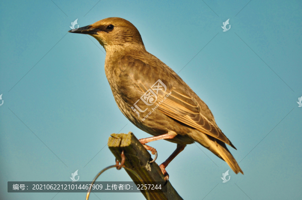 金絲雀鳥