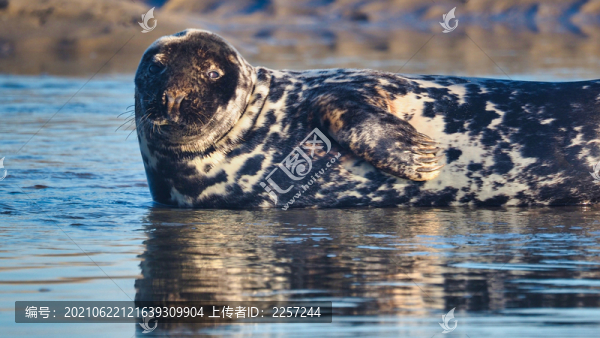 海豹