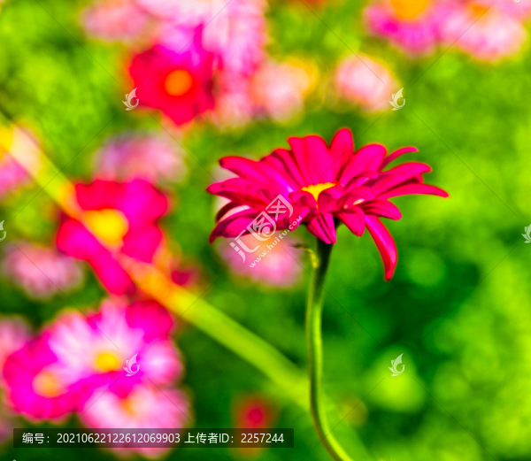 非洲菊