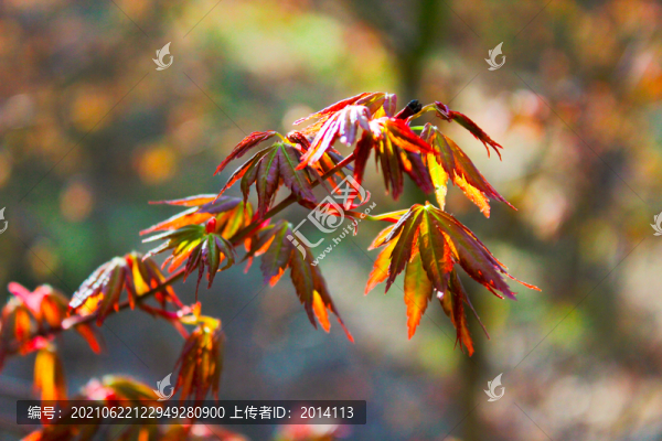 楓樹葉