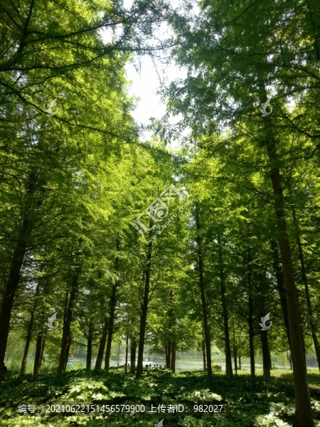 水杉林