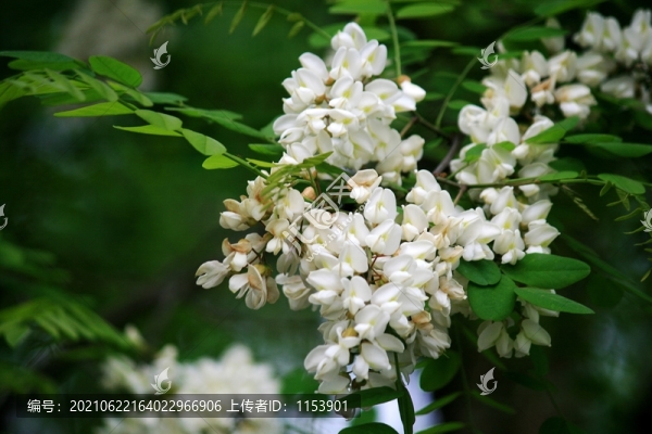 洋槐花