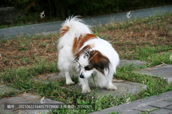 蝴蝶犬