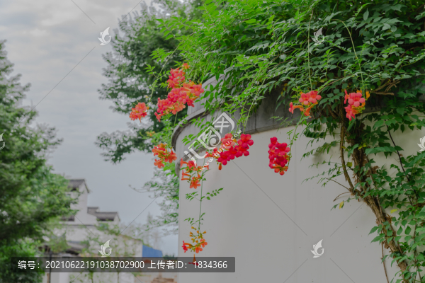 凌霄花