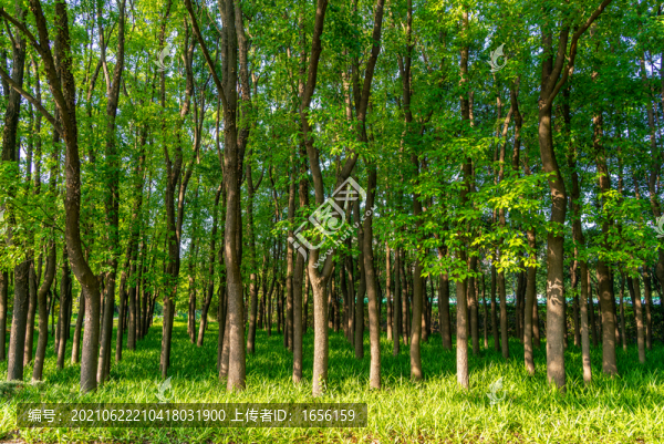 陽(yáng)光樹林