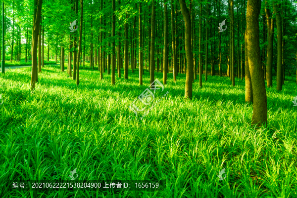 樹林