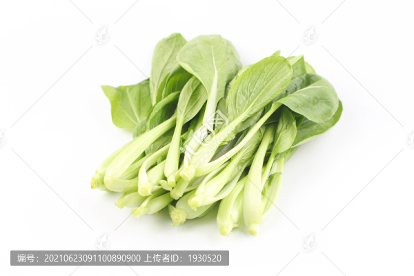 雞毛菜