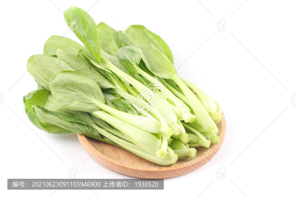 雞毛菜