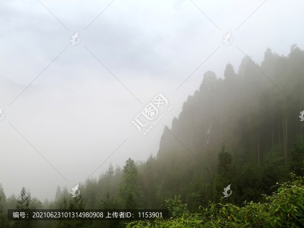 山林晨霧