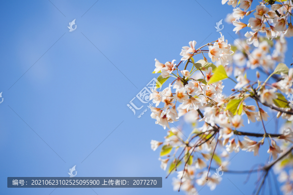 油桐花