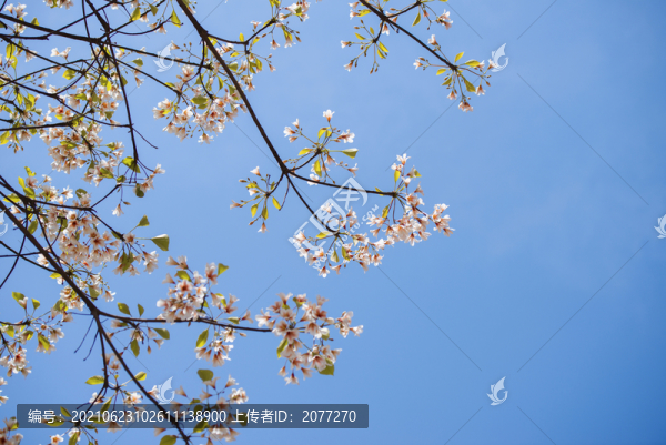 洞桐花