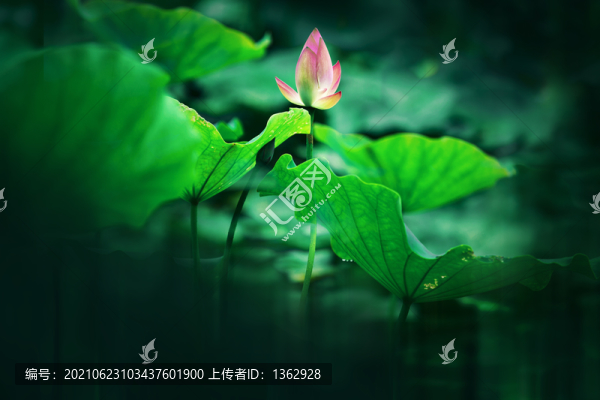 夏荷