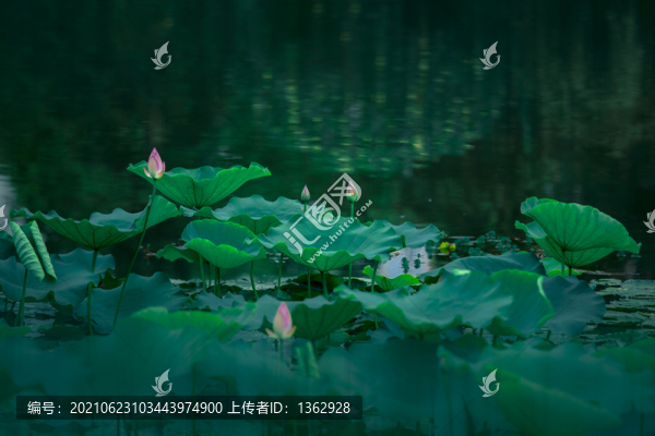 夏荷