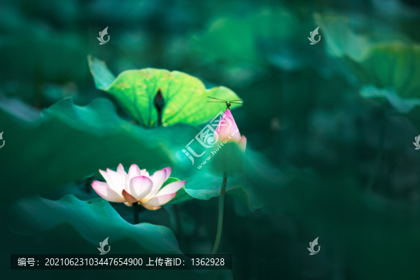 夏荷