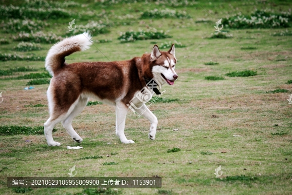 阿拉斯加雪橇犬