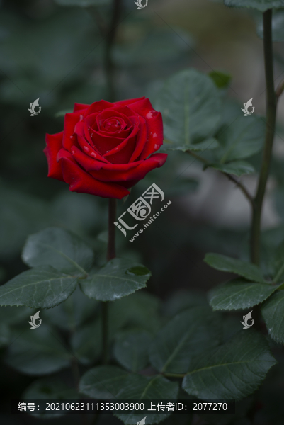月季花