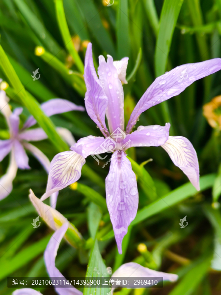 馬蓮花