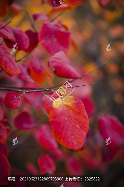 秋天紅葉